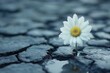 © Gatherina - White daisy flower growing between stones in the street