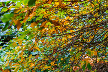 Poster - Kubota Gardens Leaves Background