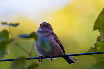 portrait of a gray sparrow
