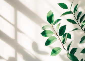 Wall Mural - branches of house plant on white wall background with light and shadow on it