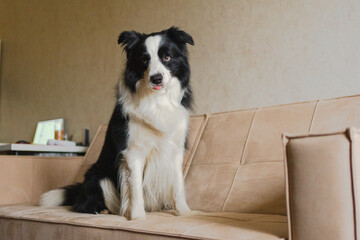 Poster - Cute puppy dog border collie sitting playing with funny face on couch at home indoors. Pet dog resting on cozy sofa. Pet care and animals concept. Funny emotional dog