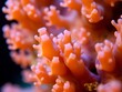 © Jeannette - A detailed macro shot of coral polyps in vivid orange, showcasing the intricate textures and organic structures of each polyp