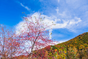 Poster - 晩秋の乗鞍高原　紅葉した山と赤い実