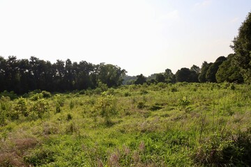 The green country field on a sunny day.