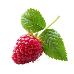 Wall Mural - Raspberry with green leaves on white