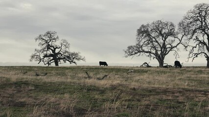 Poster - Cattle grazing near oak trees in open field in the evening 