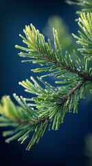 Sticker - A detailed view of a pine branch, rich in vibrant green needles