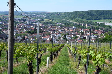 Poster - Weinberg bei Gundelsheim