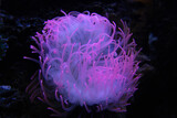anemone Heteractis magnifica, Colored long tentacle Anemone