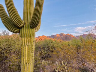 A closeup of a saguaro cactus with the sunrise casting light on the mountains in the background in the Arizona desert. It is a beautiful horizontal landscape photograph.
