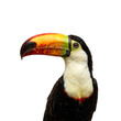 © GMeta - Vibrant toucan headshot with colorful beak and glossy feathers on white background