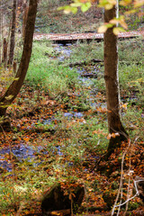 Wall Mural - A footbridge in the distance over a stream flowing through the woods. The bridge, woods and stream covered with colorful fallen leaves.