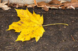 © Margaret Burlingham - A yellow maple leaf on a dirty doormat.