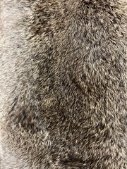 Wall Mural - close up texture of brown gray and white rabbit fur