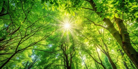 Dense foliage of deciduous trees with sunlight filtering through leaves, greenery, nature, forest floor