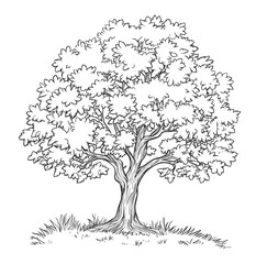 Wall Mural - simple black and white  line drawing of an oak tree with leaves