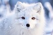 © masha - arctic fox in snow a close up of an arctic foxs face with a thic