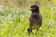 © Patrick - A wild common myna in Haleakala National Park on the island of Maui in Hawaii.
