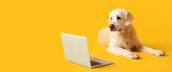 Business dog in eyeglasses with laptop on yellow background