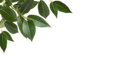 Wall Mural - branches of fresh green leaves (salix) in a corner arrangement isolated on white or transparent back