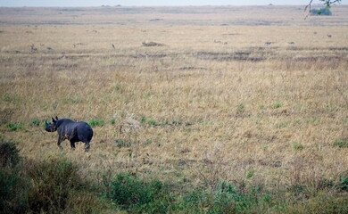 rhino in the serengeti savanna