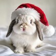 © Nakorn - Adorable miniature holland lop bunny with floppy ears wearing a festive santa hat for the holidays