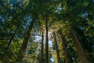 ancient forest trees, macmillan provincial park, vancouver island, british columbia, canada.