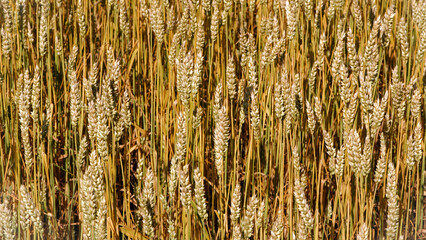 Wall Mural - golden spikelets of wheat in the field close up. Ripe large golden ears of wheat against the yellow background of the field. Close-up, nature. The idea of a rich summer harvest, farming
