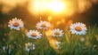 © jin - Golden Hour Daisy Meadow, Tranquil Nature's Embrace with Soft Sunlight and Blurred Backdrop