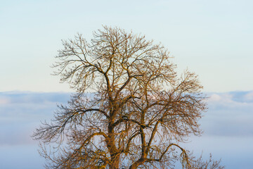 Wall Mural - A maple tree from rural Toten in November 2024, with the fog of Lake Mjøsa covering the lowlands.