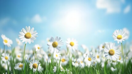 Wall Mural - A field of daisy wildflowers in full bloom under vibrant blue sky with green grass