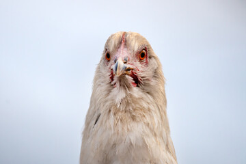 A stunning white chicken that displays a vibrant red crest atop its head against blue sky.