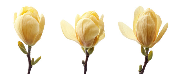 Wall Mural - A trio of delicate yellow magnolia blossoms in various stages of bloom against a white background.