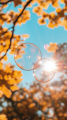 Wall Mural - bubbles in the autumn forest, bubbles in autumn, bubbles in the park, transparent soap bubbles floating in the autumn sky