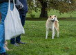 © Fred51 - portrait d'un très bel akita, avec une superbe fourrure, dans un parc verdoyant en automne, avec deux femmes