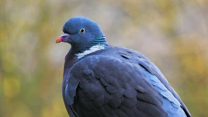 Wall Mural - Portrait of a wild wood pigeon against a background of yellow trees,