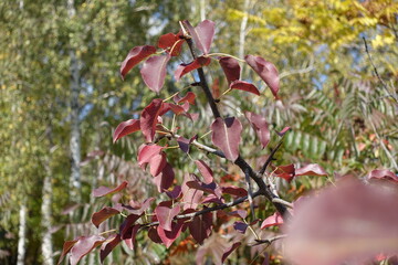 Wall Mural - Thin branch of pear tree with autumnal foliage in October