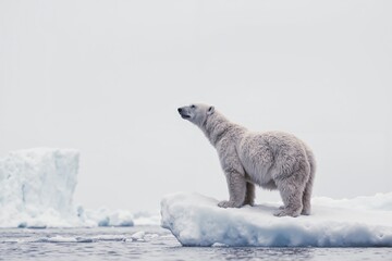 Wall Mural - polar bear standing on iceberg in pristine arctic waters under overcast sky.
