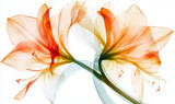 Ethereal X-Ray Floral Stock Photo – Transparent Amarylis on White Background | Botanical Photography