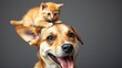 © Kanpitcha - Happy mixed breed dog with playful expression, balancing a cute kitten on his head, balance