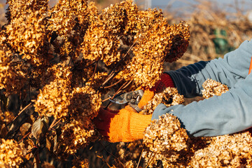 Wall Mural - A gardener wearing gloves trims wilted hydrangea flowers before winter