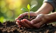 © junet - Young plant green leaves cupped hands soil sunlight