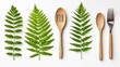 © ArtisticSnap - Fresh green ferns with wooden utensils on a white isolate background.