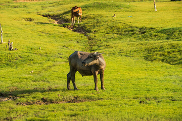 Wall Mural - buffalo grazing on green grassland