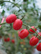 © saksuvan - Cherry tomatoes in the greenhouse