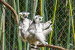© Wildspaces - Two Ring-tailed-lemurs sun bathing on a tree branch at the zoo. They are endangered and populations are declining on the Island of Madagascar in Africa. They live up to 15 years in the wild.