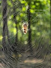 a spider on a web in the forest eats a fly