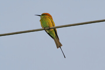 asian green bee eater