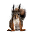 © Galeno - image squirrel full body isolation viewed front white background png file