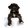 © Galeno - puppy floats white png background full body isolation